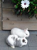 Dwerg konijntjes, Dieren en Toebehoren, Konijnen, Dwerg