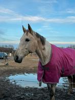 Lieve 13jarige volbloed te koop of volledige lease, Dieren en Toebehoren, Met stamboom, Ruin, 170 tot 175 cm, 11 jaar of ouder