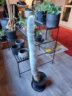 Grote cactus 75 cm hoog, Huis en Inrichting, Ophalen, Cactus