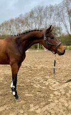 Talentvolle BWP dressuurmerrie te koop., Dieren en Toebehoren, Merrie, Gechipt, Dressuurpaard, 3 tot 6 jaar