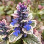 Ajuga Burgundy Glow, Ophalen, Halfschaduw