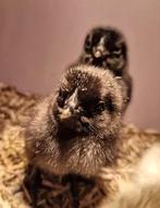 Ayam Cemani kuikens te koop, Dieren en Toebehoren