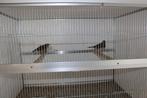 Zanglijster pop 2025, Dieren en Toebehoren, Vrouwelijk, Wildzangvogel, Geringd