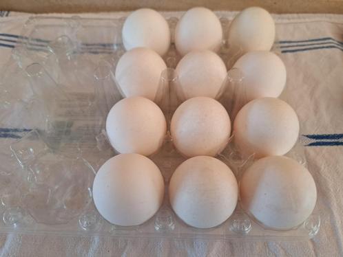 Broedeieren white leghorn, Dieren en Toebehoren, Pluimvee, Kip, Geslacht onbekend