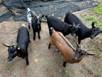 5 dwerggeiten, Dieren en Toebehoren, Schapen, Geiten en Varkens, Meerdere dieren, Geit, 0 tot 2 jaar