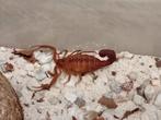Hottentotta rugiscutis 0.1, Animaux & Accessoires, Insectes & Araignées, Araignée ou Scorpion