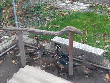 Carolin- en Mandarijneenden  beschikbaar voor biedingen