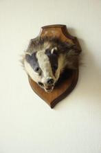 Taxidermie opgezette kop van een das, Verzamelen, Ophalen of Verzenden, Gebruikt