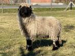 Walliser Schwarznase ram 6 maand, Dieren en Toebehoren, Schapen, Geiten en Varkens, Mannelijk, Schaap, 0 tot 2 jaar