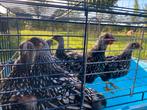 Wyandotte groothoender zilver zwart gezoomd, Dieren en Toebehoren