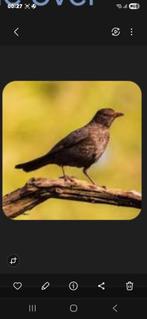 Merelpop  gevraagd, Dieren en Toebehoren, Vrouwelijk, Wildzangvogel, Geringd