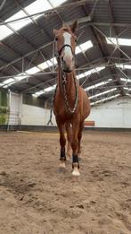 TE KOOP!!, Dieren en Toebehoren, Paarden, Ruin, 170 tot 175 cm, 7 tot 10 jaar