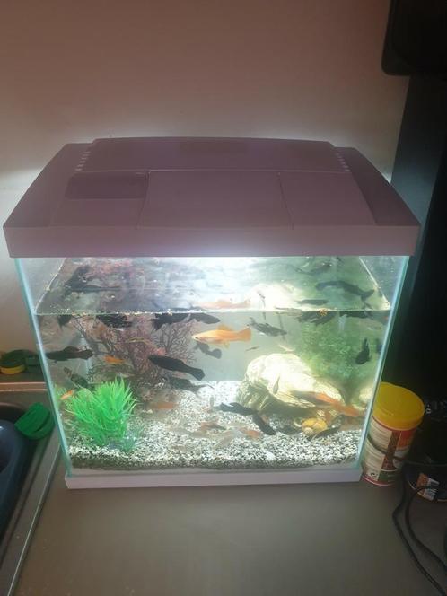 Petit aquarium Superfish à vendre, Animaux & Accessoires, Poissons | Aquariums & Accessoires, Comme neuf, Aquarium d'eau douce rempli