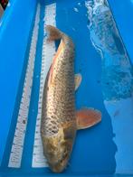 65 cm koi, Dieren en Toebehoren, Vissen | Vijvervissen, Karper of Koi