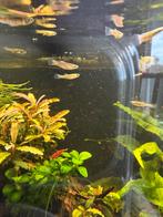 Endler guppy en vuurgarnalen, Tuin en Terras, Ophalen, Zo goed als nieuw