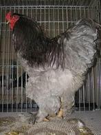 2 Hanen, Mannelijk, Kip