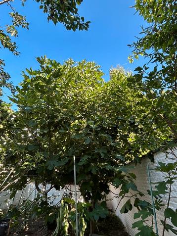 Arbres de figues a vendre beschikbaar voor biedingen