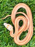 Korenslang 3 maand oud, soort: Hypo Diffused Stripe, Dieren en Toebehoren, Reptielen en Amfibieën, Slang, Tam, 0 tot 2 jaar