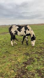 Overo paint, Dieren en Toebehoren, Ruin