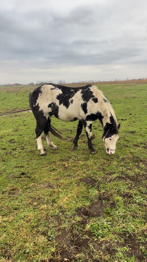 Overo paint, Dieren en Toebehoren, Paarden, Ruin