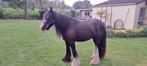 Verzorgpony's Hechtel-Eksel, Dieren en Toebehoren