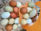 Broedeieren groenleggers / olive eggers / australorp, Dieren en Toebehoren, Pluimvee, Kip, Geslacht onbekend