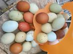 Broedeieren groenleggers / olive eggers / australorp, Poule ou poulet, Sexe inconnu