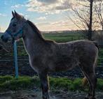 Kruising welsh x arabier 1m35  wordt 3 jaar, Dieren en Toebehoren, Pony's, Ruin, Onbeleerd, Ontwormd