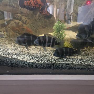 Frontosa cichlide beschikbaar voor biedingen