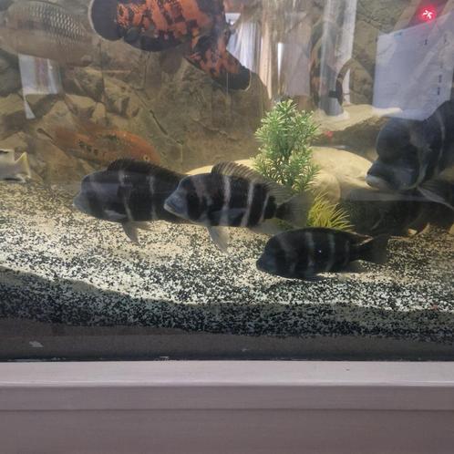 Frontosa cichlide, Dieren en Toebehoren, Vissen | Aquariumvissen, Zoetwatervis, Vis
