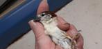 HUISMUS NIEUWE MUTATIE, Meerdere dieren, Wildzangvogel, Geringd