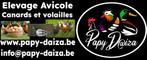 PAPY DAIZA, Ophalen, Nieuw