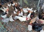 hennen, Dieren en Toebehoren