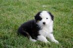 border collie pups geboren op boerderij, Dieren en Toebehoren, Honden | Herdershonden en Veedrijvers, België, Particulier, CDV (hondenziekte)