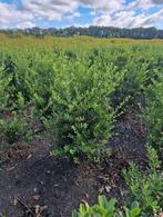 Ilex crenata in soorten en maten ! (Buxusvervanger), Tuin en Terras, Planten | Struiken en Hagen, Ophalen of Verzenden, Buxus