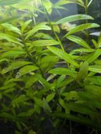 Hygrophila polysperma, Ophalen