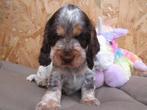 Engelse cocker puppy's nieuw nestje, Dieren en Toebehoren, België, CDV (hondenziekte), 8 tot 15 weken, Meerdere