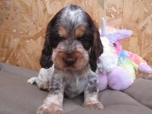 Engelse cocker puppy's nieuw nestje, Dieren en Toebehoren, Honden | Retrievers, Spaniëls en Waterhonden, Meerdere dieren, Spaniël