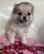 Pomchi teefje , mag vertrekken, België, Fokker | Hobbymatig, Overige rassen, Teef