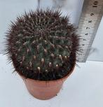 Sulcorebutia totorensis var. lepida, Verzenden