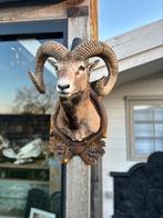 Taxidermie moeflon in top staat, Ophalen of Verzenden