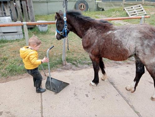 Leuke brave Welsh jaarling met papier, Dieren en Toebehoren, Pony's, Hengst, Onbeleerd, B pony (1.17m tot 1.27m), Recreatiepony