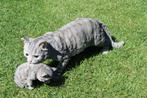 Standbeeld een grijze kat en zijn kleine natuurlijke grootte, Ophalen, Nieuw, Kunststof, Dierenbeeld