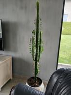 Grote euphorbia trigona, Afrikaanse melkboom. ., Cactus, Ophalen