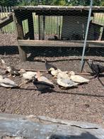 Hollandse kwakker, Meerdere dieren, Eend