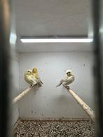 Agaat Opaal Geel Mozaiëk GEZOCHT!!!, Dieren en Toebehoren, Kleurkanarie