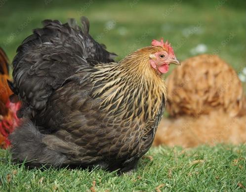 Krielkippen jonge hennen verschillende soorten beschikbaar, Dieren en Toebehoren, Pluimvee, Kip, Vrouwelijk