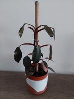 Philodendron pink princess, Huis en Inrichting, Kamerplanten, Overige soorten, Minder dan 100 cm, Ophalen of Verzenden, Halfschaduw
