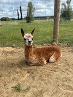 Alpaca cria hengst, Juin, Mâle