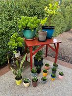 Plantjes, Tuin en Terras, Planten | Tuinplanten, Ophalen